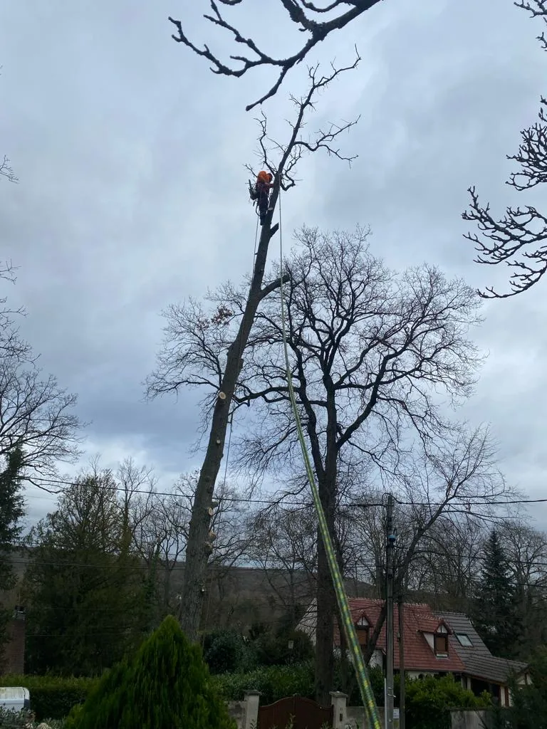 Élagueur intervenant au sommet d’un arbre